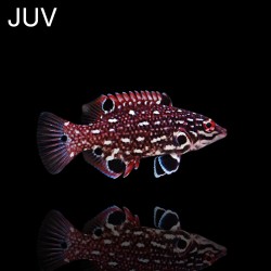 Bodianus Diana | Coralandfishstore.nl