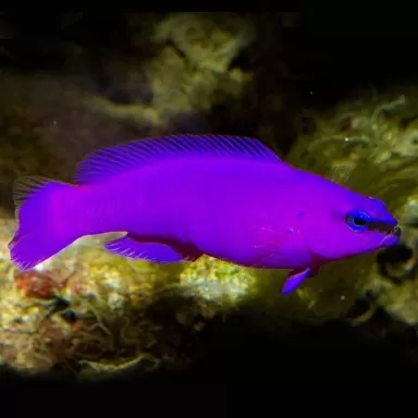 Pseudochromis Fridmani