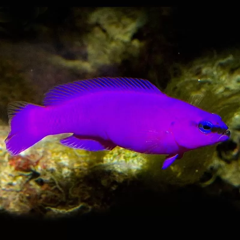 Pseudochromis Fridmani Pseudochromis Fridmani