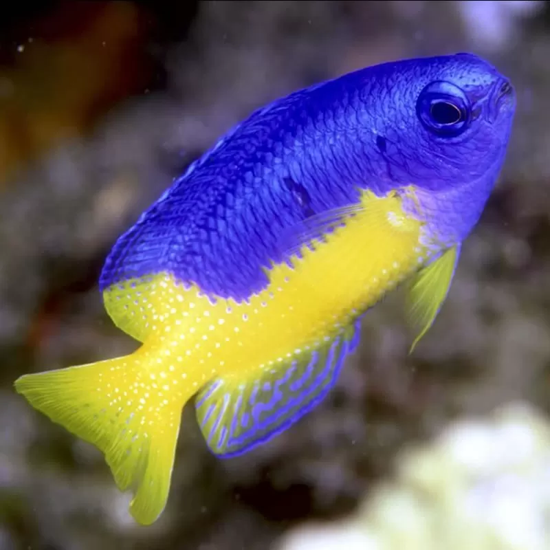 Pomacentrus Coelestis Pomacentrus Coelestis