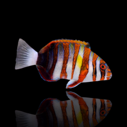 Choerodon Fasciata von Coralandfishstore.nl