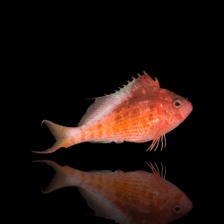 Cyprinocirrhites Polyactis | Coralandfishstore.nl