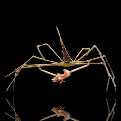 Stenorhynchus seticornis – Geisterkrabbe kaufen? Coralandfishstore