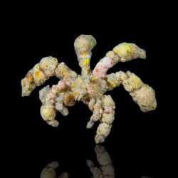 Dekorative Krabbe - Camposcia Retusa