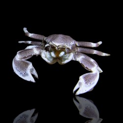 Neopetrolisthes Maculatus | Coralandfishstore.nl