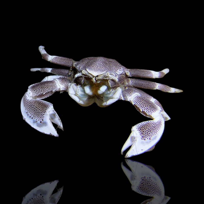 Neopetrolisthes Maculatus