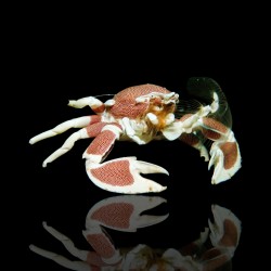 Neopetrolisthes Maculatus | Coralandfishstore.nl