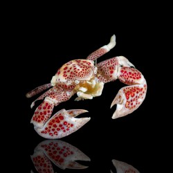 Neopetrolisthes Maculatus | Coralandfishstore.nl