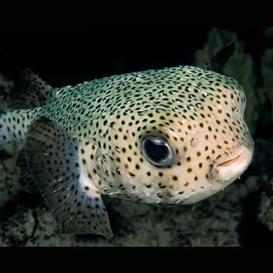 diodon histrix M 12 15 cm