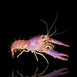 Enoplometopus Daumi – Purpurroter Riffkrebs