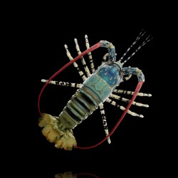 Panulirus Ornatus (M) | Coralandfishstore.nl