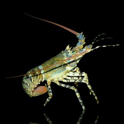 Panulirus Ornatus (M) | Coralandfishstore.nl