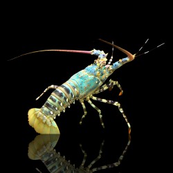 Panulirus Ornatus (M) | Coralandfishstore.nl