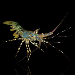 Panulirus Ornatus (M) | Coralandfishstore.nl