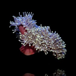 Heteractis Magnifica sp L Größe | Coralandfishstore.nl