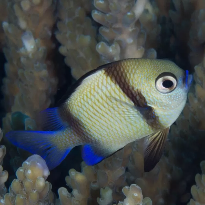 dascyllus reticulatus dascyllus reticulatus