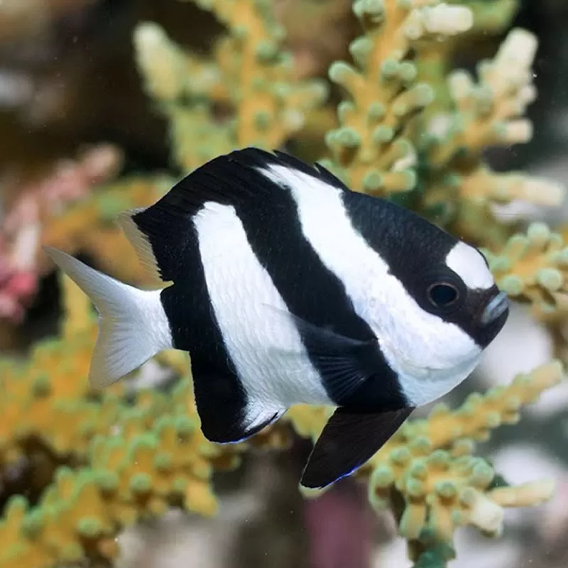 Dascyllus Aruanus Dascyllus Aruanus