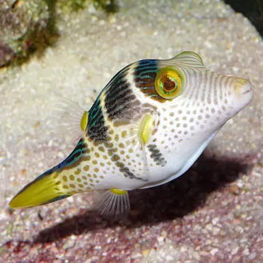 Canthigaster Valentini M