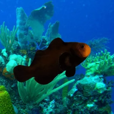 Amphiprion Ocellaris Mitternacht