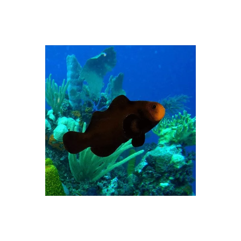 Amphiprion ocellaris midnight Amphiprion ocellaris midnight