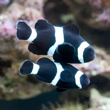 Amphiprion Occelaris Black Amphiprion Occelaris Black