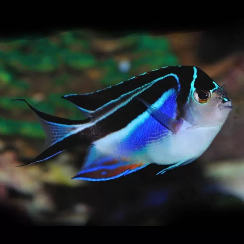 Genicanthus Bellus weiblich