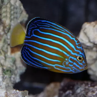 chaetodontoplus septentrionalis