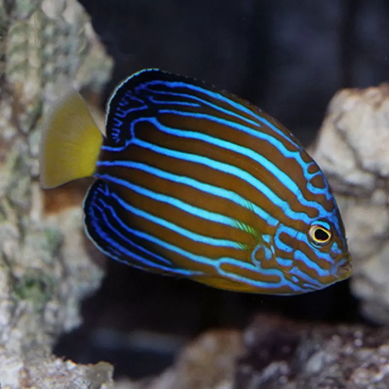chaetodontoplus septentrionalis