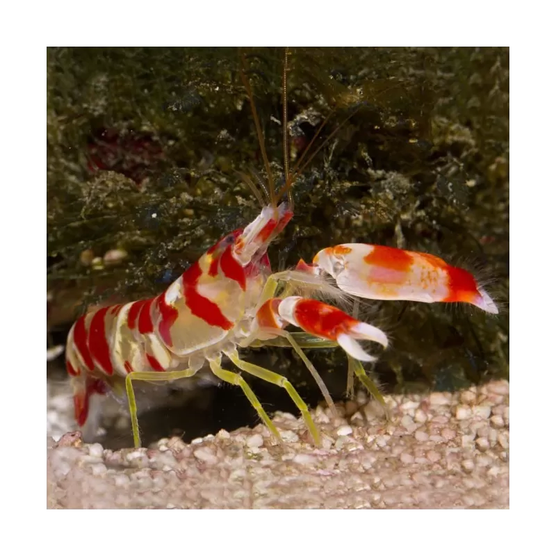 Alpheus sp.