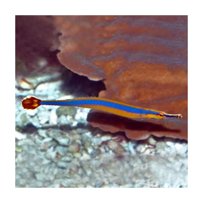 doryrhamphus Melanopleura
