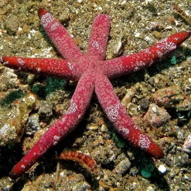 Echinaster Luzonicus (S-M)