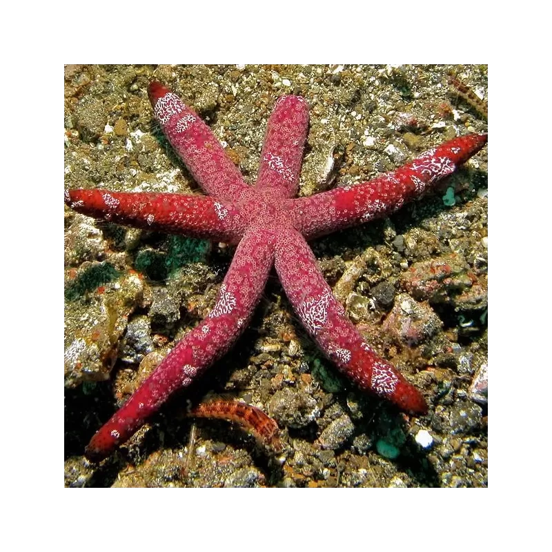 Echinaster Luzonicus (S-M) Echinaster Luzonicus (S-M)