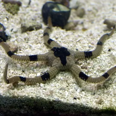 Ophioderma sp.