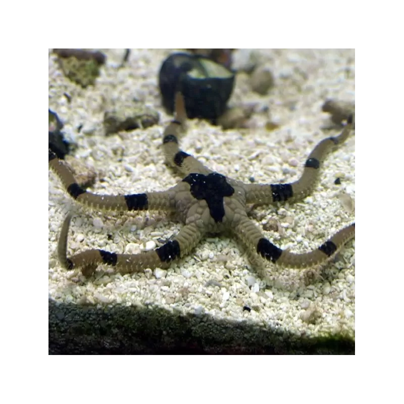 Ophioderma sp. Ophioderma sp.