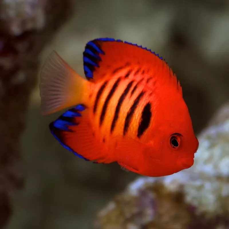 Centropyge Loricula Centropyge Loricula