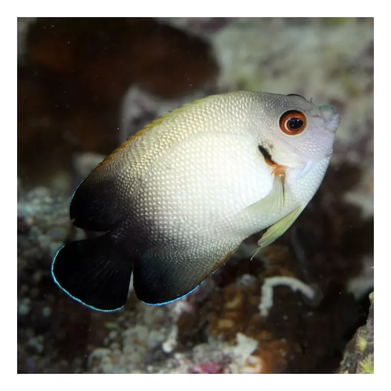 Centropyge Vrolikii Centropyge Vrolikii