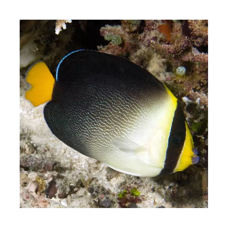 Chaetodontoplus Mesoleucus M Chaetodontoplus Mesoleucus M