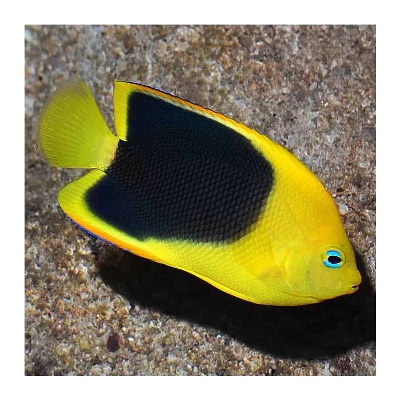 holacanthus tricolor M holacanthus tricolor M