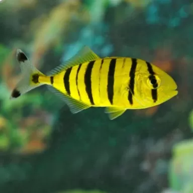 Gnathanodon Speciosus S 5cm