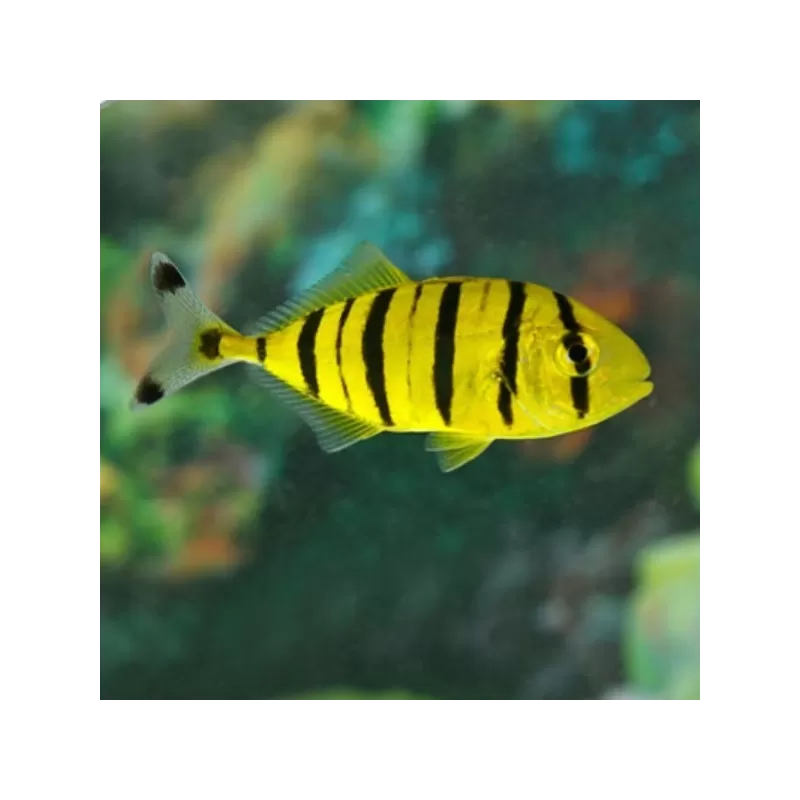 Gnathanodon Speciosus S 5cm Gnathanodon Speciosus S 5cm