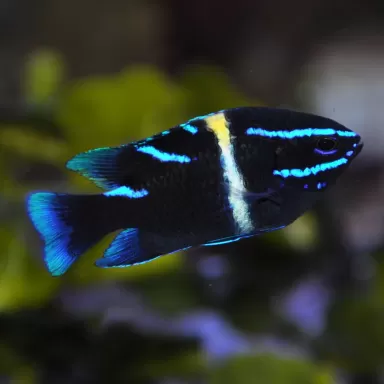 neoglyphidodon oxyondon