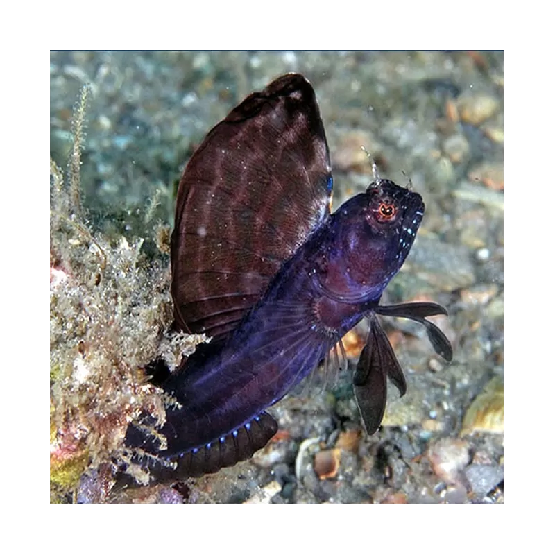 Emblemaria Pandionis