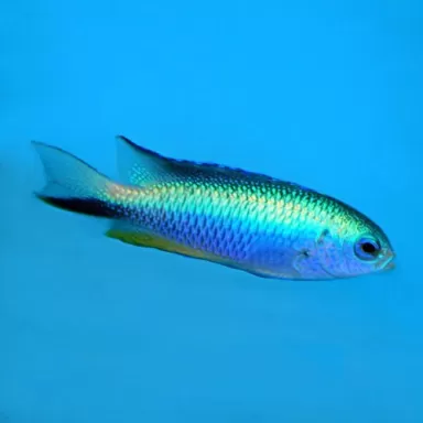 Pomacentrus Alleini