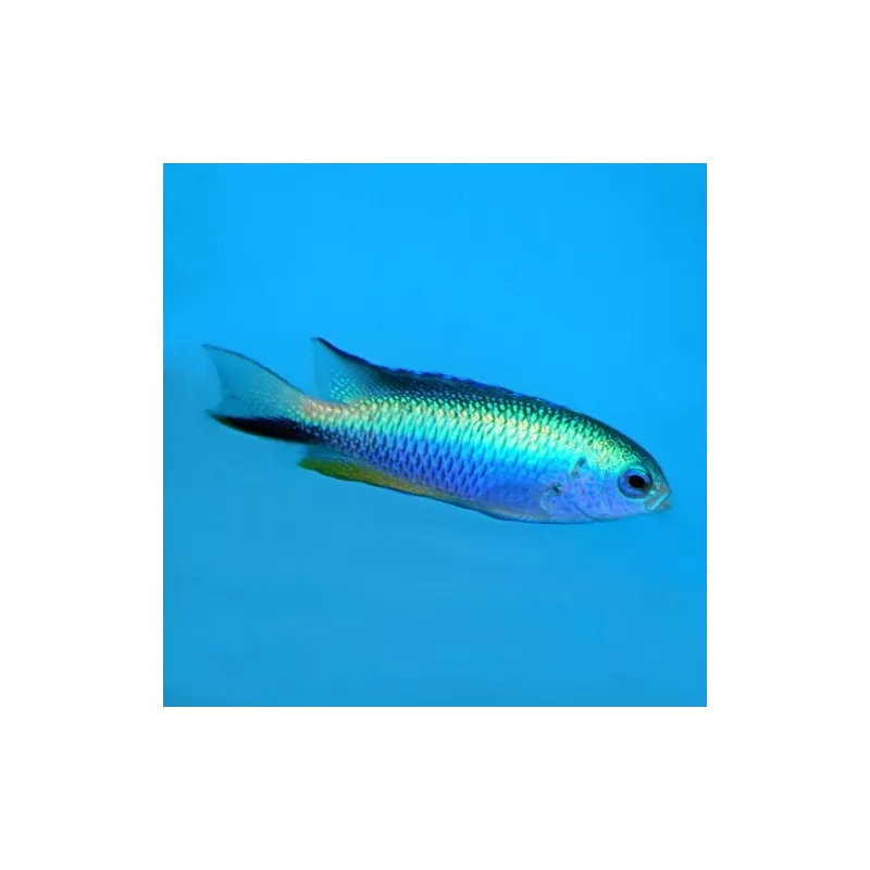 Pomacentrus Alleini Pomacentrus Alleini