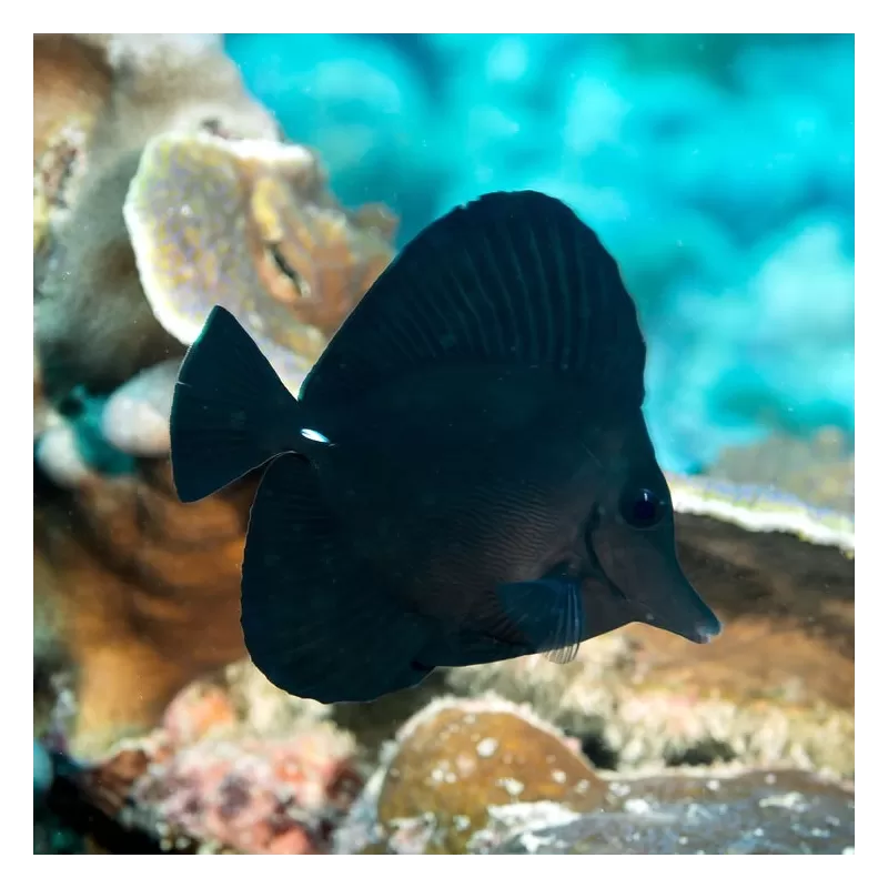 Zebrasoma rostratum M Zebrasoma rostratum M