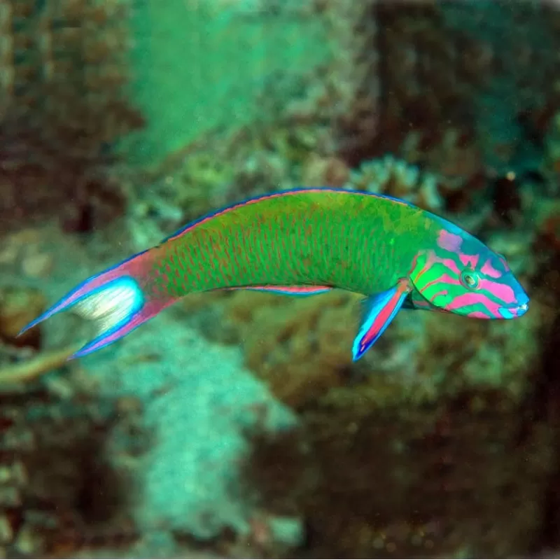 Thalassoma Lunare M Thalassoma Lunare M