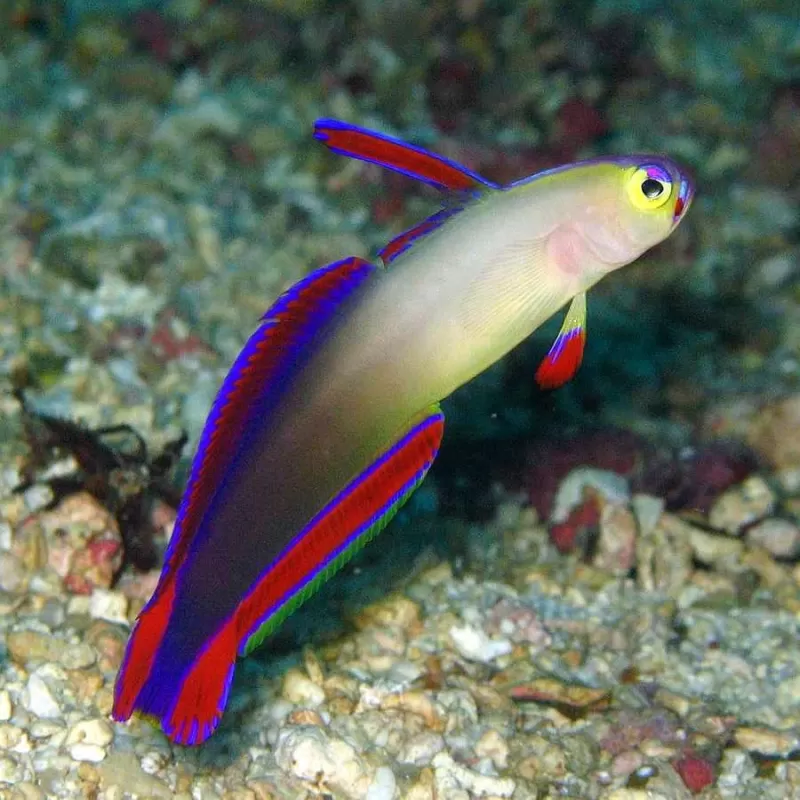 Nemateleotris Decora Nemateleotris Decora