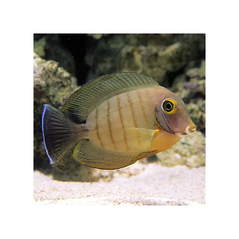 Acunthurus Tristis Acunthurus Tristis