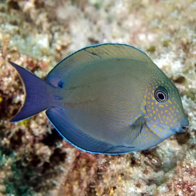 acanthurus nigrofuscus (M)
