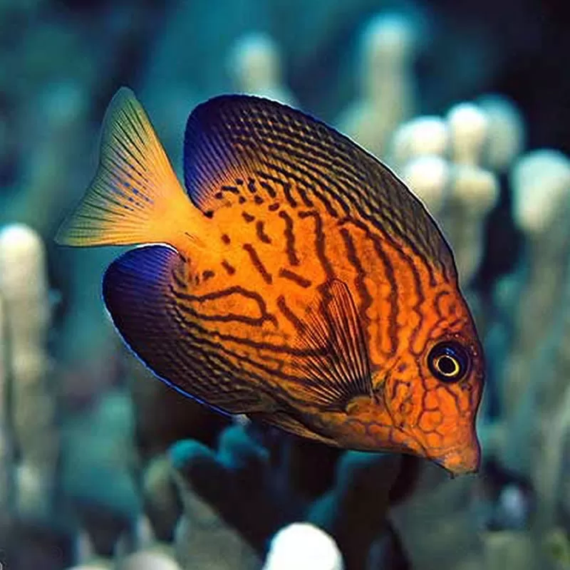 ctenochaetus hawaiensis M ctenochaetus hawaiensis M